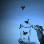 butterflies out of jar